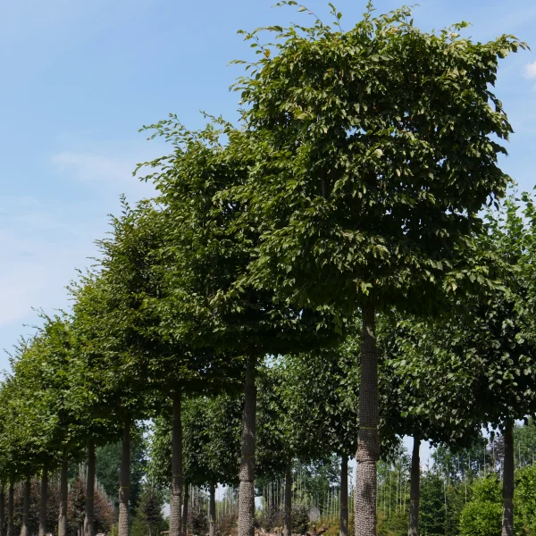 Carpinus betulus – Hornbeam, Common hornbeam