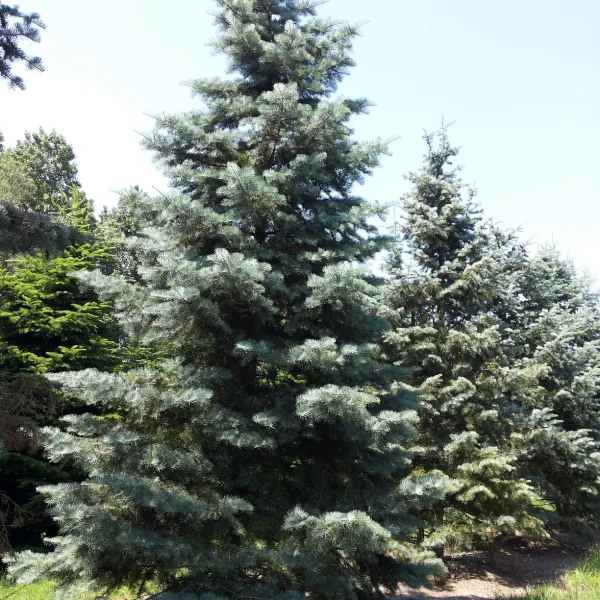 Abies concolor – Colorado white fir