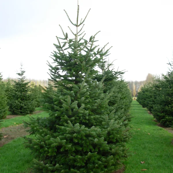 Abies nordmanniana – Nordmann fir, Caucasian fir