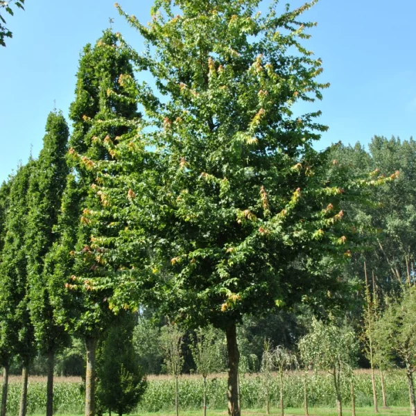 Acer buergerianum – Trident maple