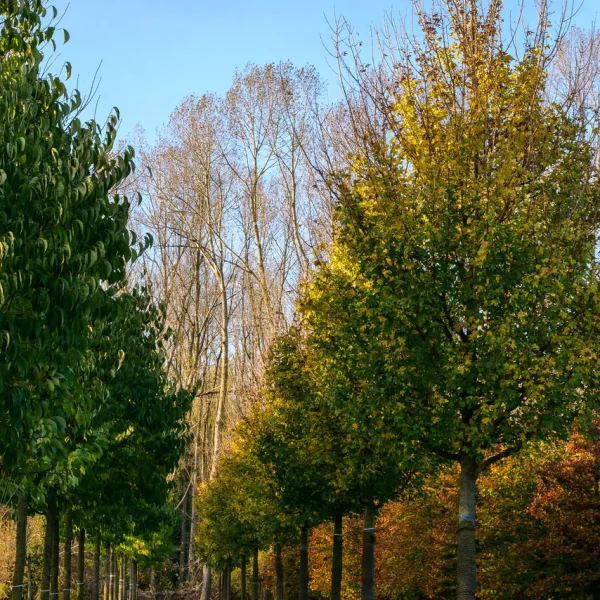 Acer campestre 'Elsrijk' – Acer campestre 'Elsrijk'