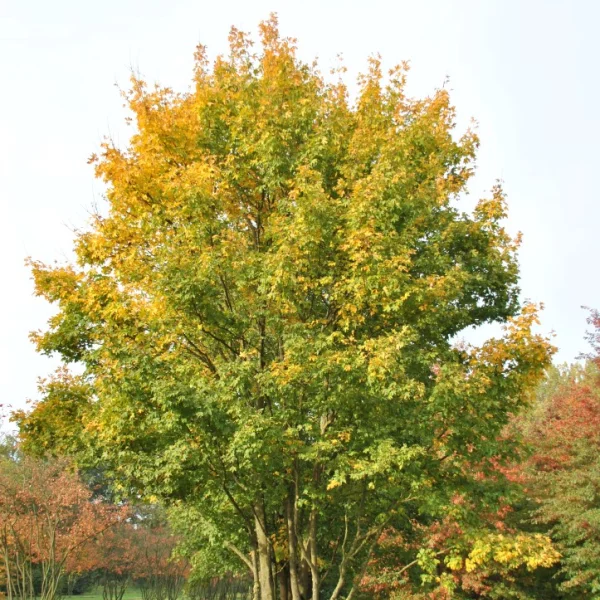 Acer campestre – Field maple