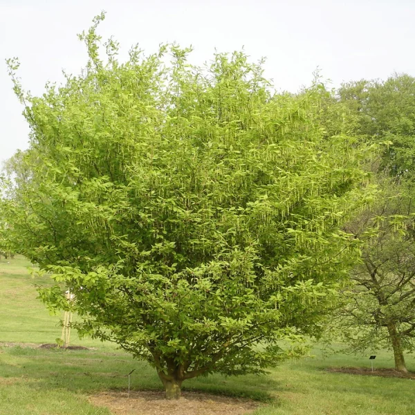 Acer carpinifolium – Hornbeam maple