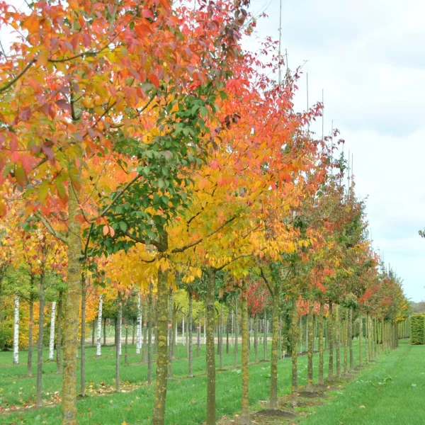 Acer cissifolium – Vine-leaved maple