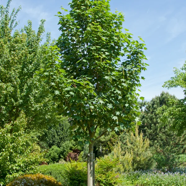 Acer pseudoplatanus 'Bruchem' – Acer pseudoplatanus 'Bruchem'