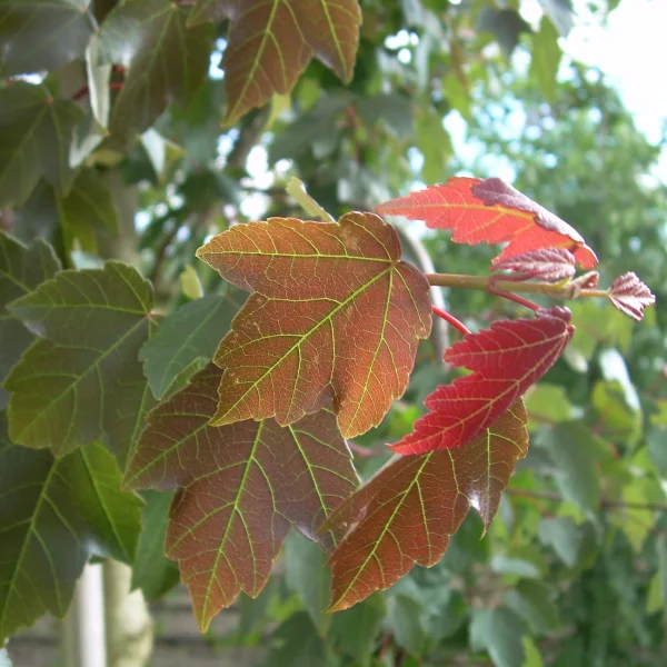 Acer rubrum SUMMER RED ('HOSR') – Acer rubrum SUMMER RED ('HOSR')