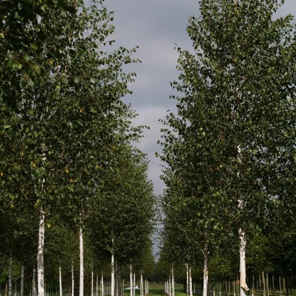 Betula utilis var. jacquemontii – White-barked Himalayan birch