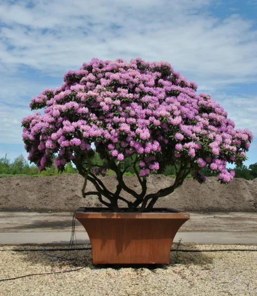Boomrhododendron in boombak