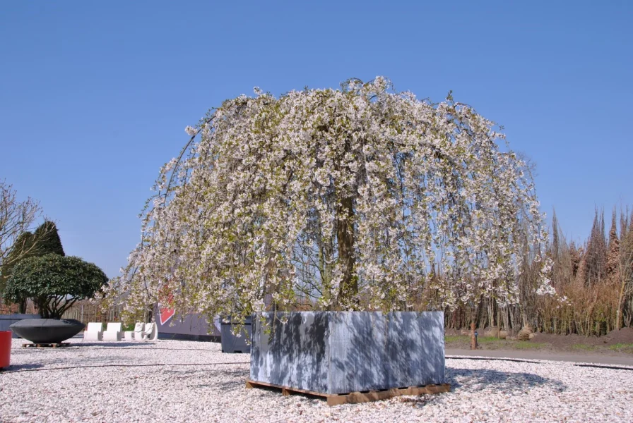 Prunus in grote boombak