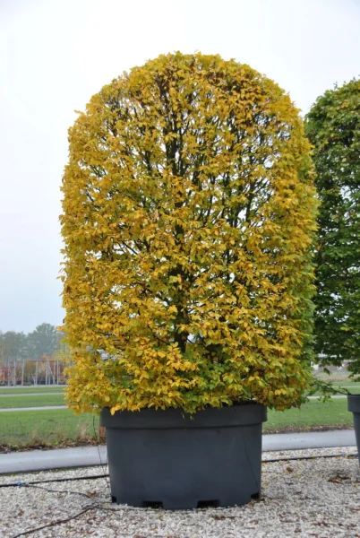 Gele boom in zwarte boombak