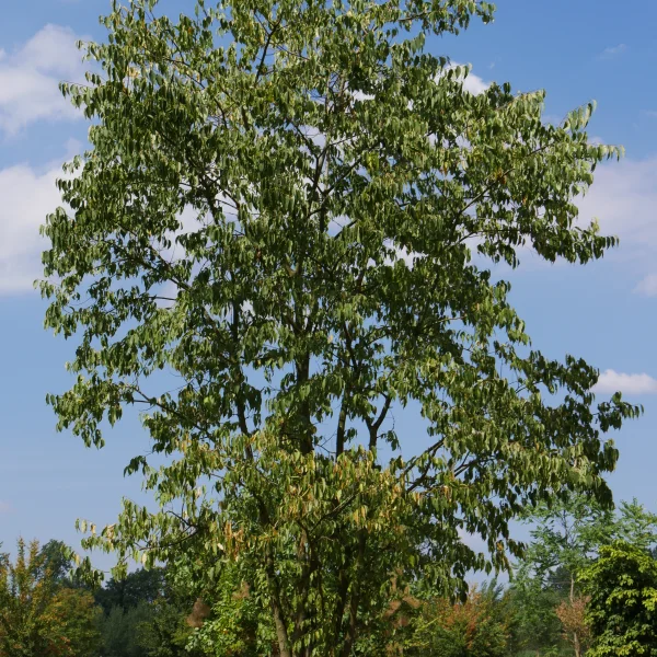 Celtis australis – Hackberry, Southern nettle tree