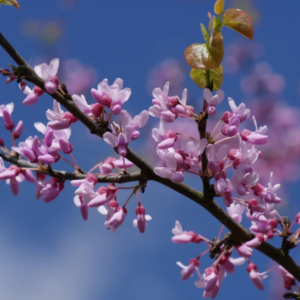 Cercis canadensis – North American Redbud