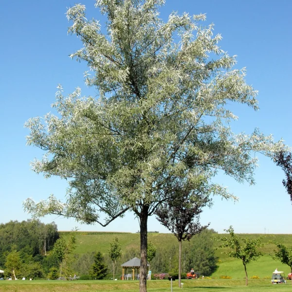 Elaeagnus angustifolia – Russian olive, Oleaster