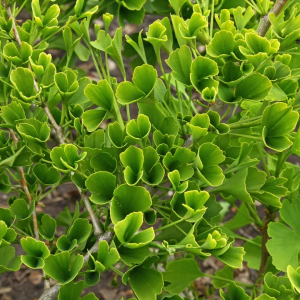 Ginkgo biloba 'Tubifolia' – Ginkgo biloba 'Tubifolia'