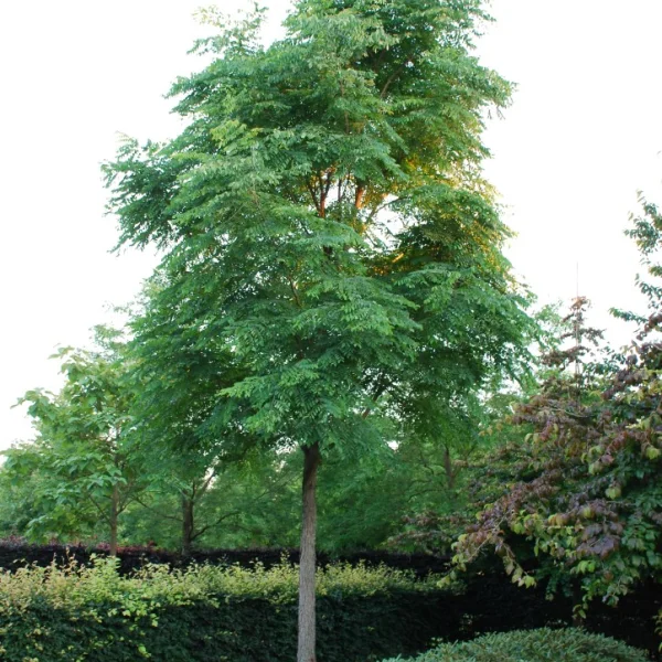 Gymnocladus dioica – Kentucky coffee tree