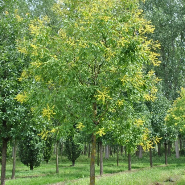 Koelreuteria paniculata – Varnish tree, Golden rain tree