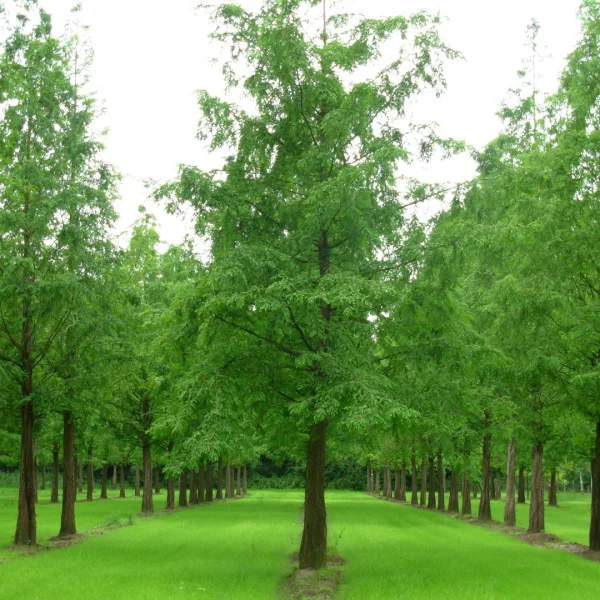 Metasequoia glyptostroboides – Dawn redwood