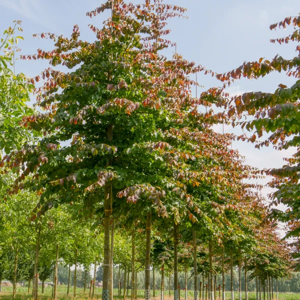 Parrotia persica – Persian ironwood