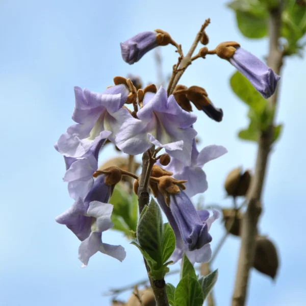 Paulownia tomentosa – Paulownia, Foxglove tree
