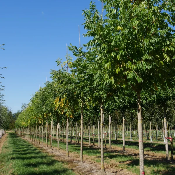 Phellodendron amurense – Amur cork tree