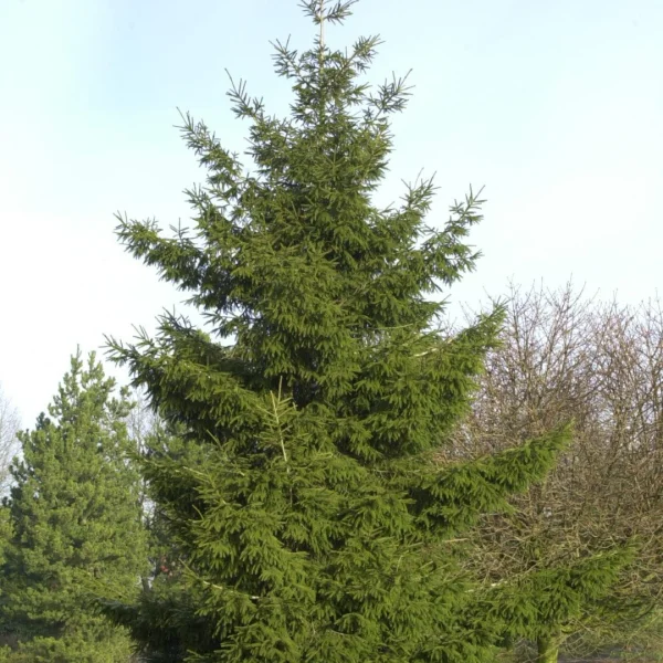 Picea orientalis – Caucasian spruce, Oriental spruce