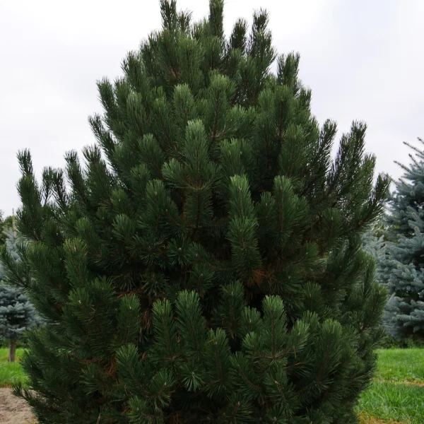 Pinus mugo subsp. uncinata – Pinus mugo subsp. uncinata
