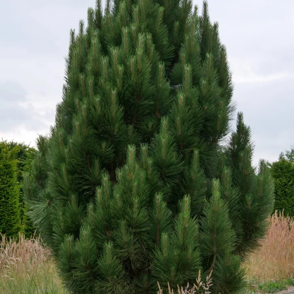 Pinus nigra 'Sinfonia' – Pinus nigra 'Sinfonia'