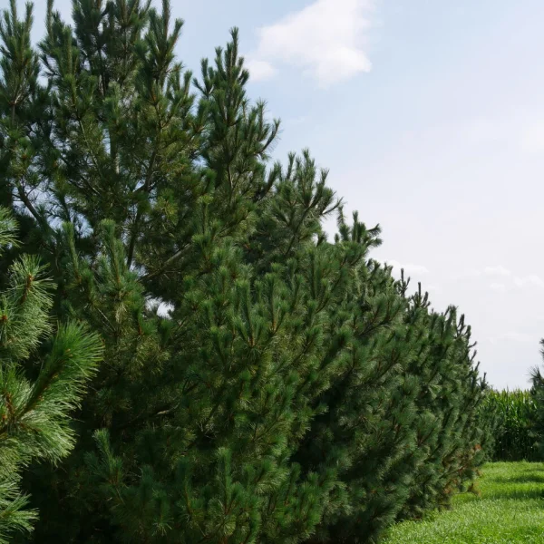 Pinus peuce – Macedonian pine, Balkan pine
