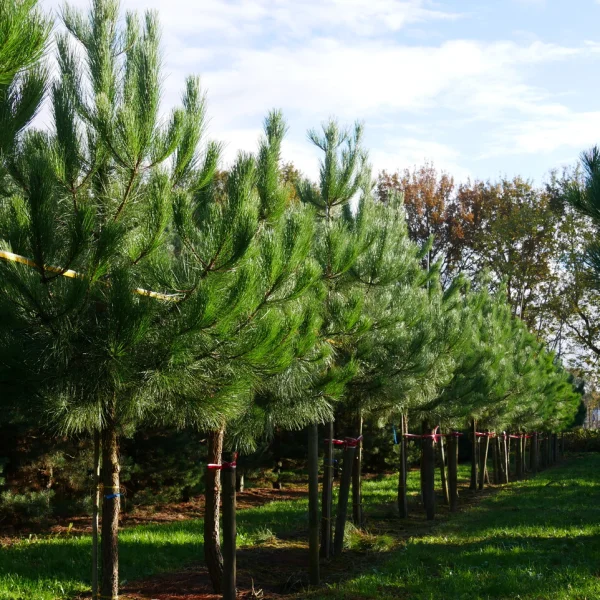 Pinus pinaster – Maritime pine
