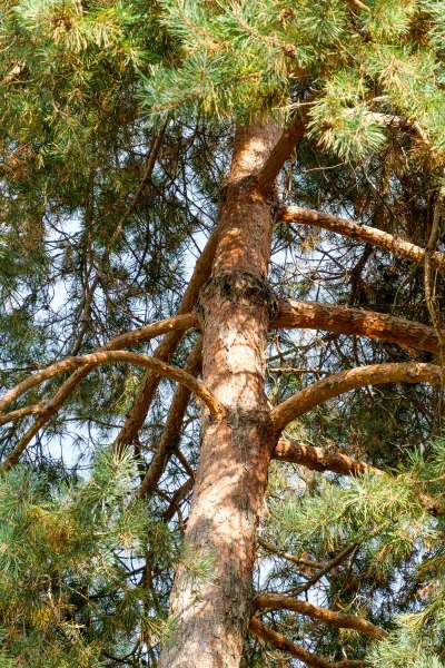 Pinus Sylvestris-s 100-120