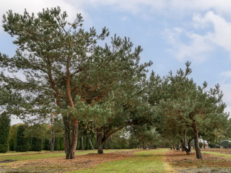 Pinus Sylvestris-s Van Den Berk Uniek