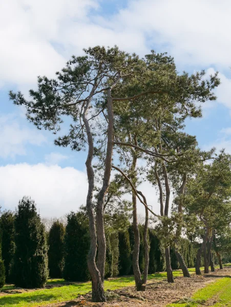 Pinus Sylvestris-s Vormboom