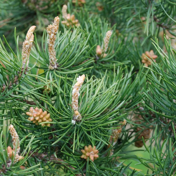 Pinus banksiana – Pinus banksiana