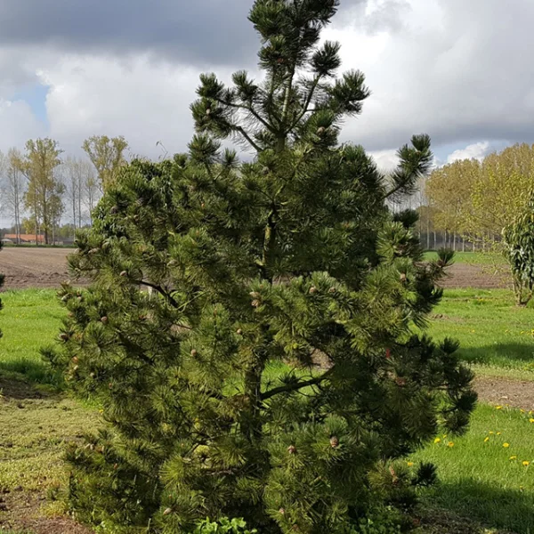 Pinus heldreichii – Heldreich’s pine, Bosnian pine