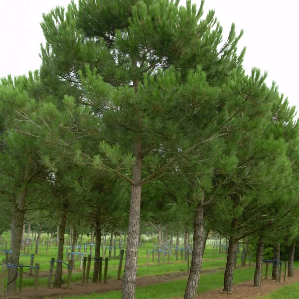 Pinus pinea – Umbrella pine, Stone pine
