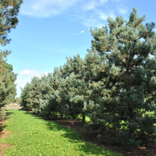 Pinus sylvestris 'Glauca' – Pinus sylvestris 'Glauca'