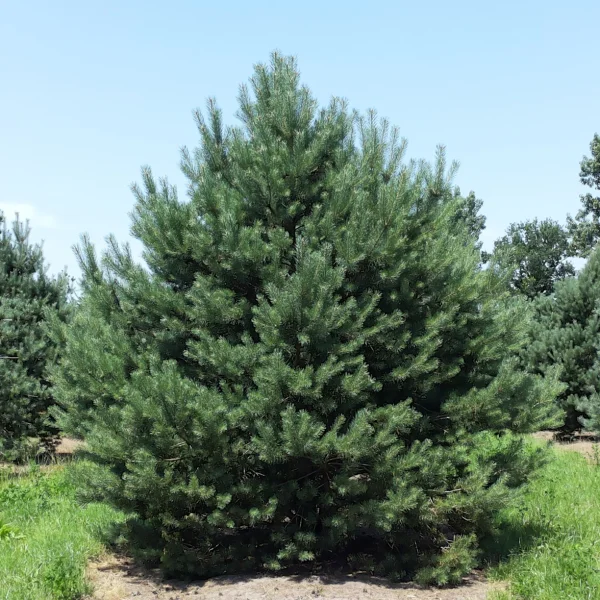 Pinus sylvestris 'Norska' – Pinus sylvestris 'Norska'