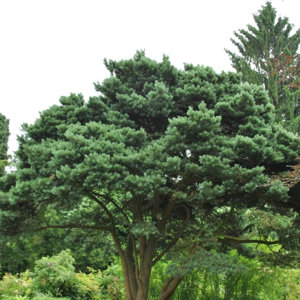 Pinus sylvestris 'Watereri' – Pinus sylvestris 'Watereri'