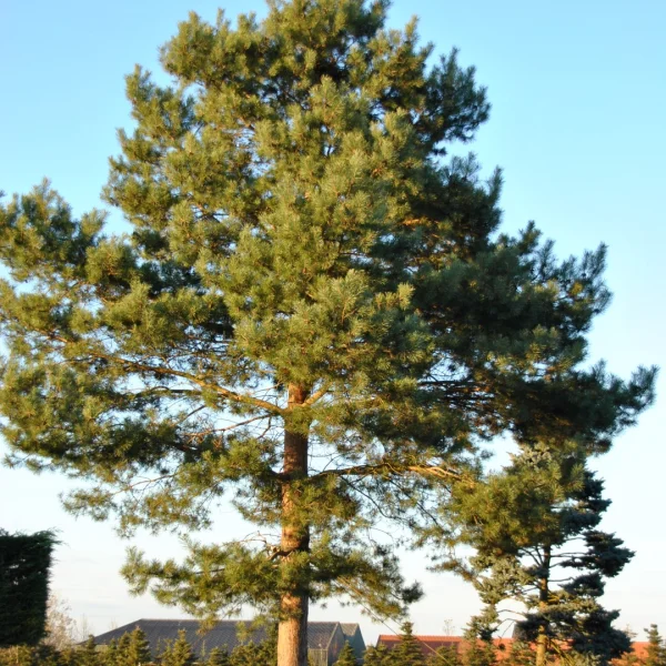 Pinus sylvestris – Scotch pine, Scots pine
