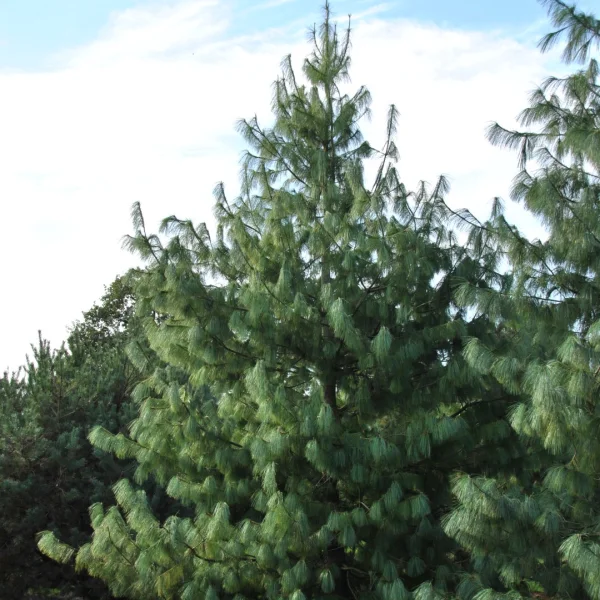 Pinus wallichiana – Himalayan pine, Bhutan pine, Blue pine