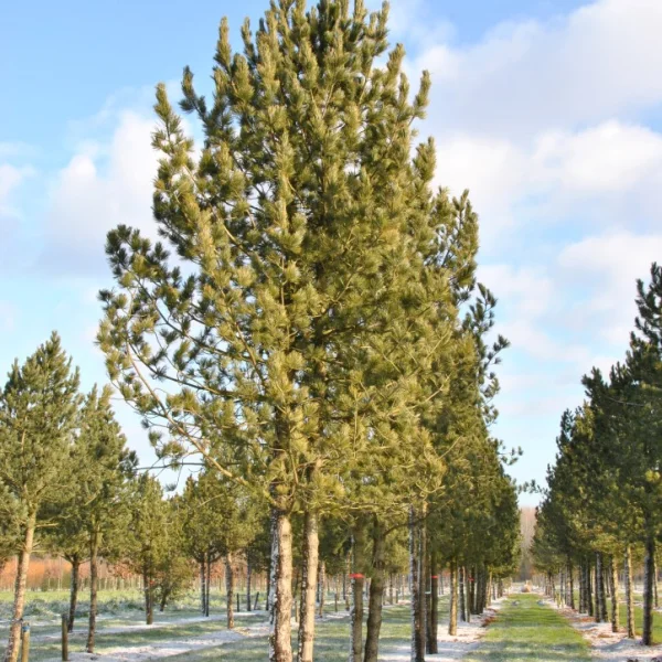 Pinus cembra – Arolla pine, Swiss stone pine