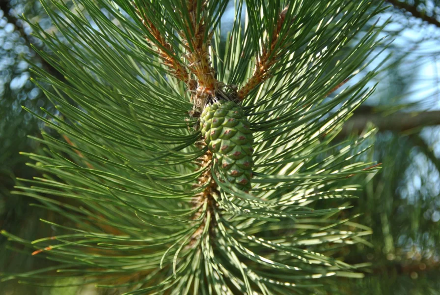Pinus Nigra Nigra 2 Groot
