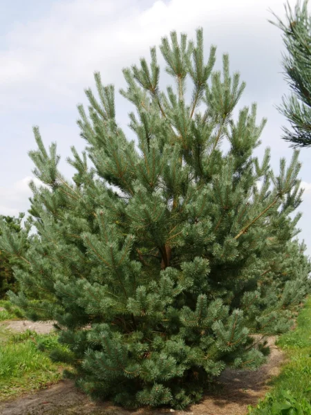 Pinus Sylvestris 4-1