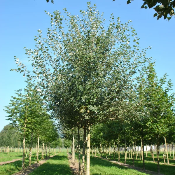 Populus ×canescens 'De Moffart' – Populus ×canescens 'De Moffart'