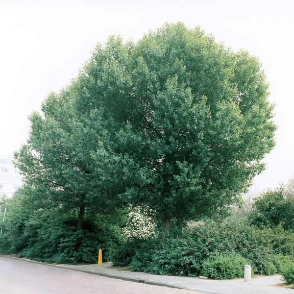 Populus nigra 'Brandaris' – Populus nigra 'Brandaris'