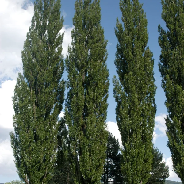 Populus nigra 'Italica' – Lombardy poplar
