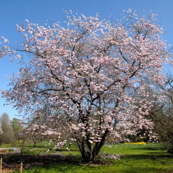 Prunus 'Accolade' – Prunus 'Accolade'