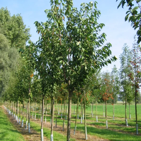 Prunus avium 'Grosse Späte Schwarze Knorpelkirsche' – Prunus avium 'Grosse Späte Schwarze Knorpelkirsche'