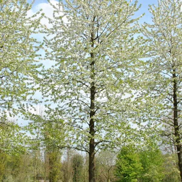 Prunus avium 'Plena' – Prunus avium 'Plena'