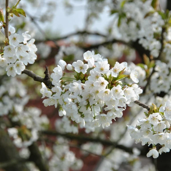 Prunus avium – Mazzard cherry, Gean